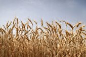 نیمی از مزارع دیم کهگیلویه و بویراحمد قابل برداشت نیست