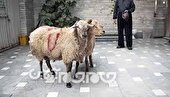 ۶۰ گروه ثابت و سیار دامپزشکی خراسان شمالی بر ذبح دام در عید قربان نظارت می کنند