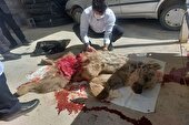 شلیک کشاورزان خرس قهوه‌ای را در دنا قطع نخاع کرد