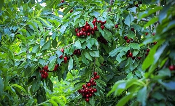 پیش بینی برداشت ۲۱ هزار تن میوه هستهدار