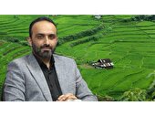 ضیافت برنج در راه است، برداشت از 228 هزار هکتار شالیزار مازندران بزودی