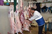 نظارت کارشناسان دامپزشکی خوزستان بر ذبح بیش از ۹۶۰ رأس دام