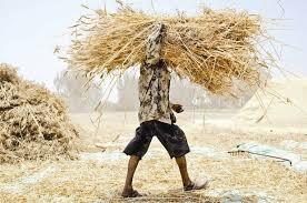 تأکید بر رفع مشکلات دامداران، دامپروران و کشاورزان