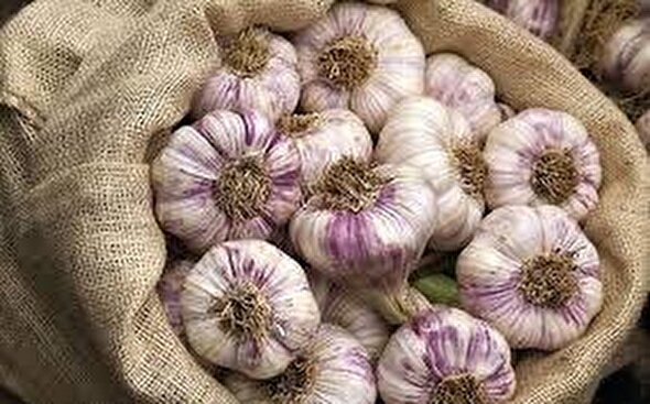 برگزاری هفتمین جشنواره سیر و موسیر سولان در شهریور ۱۴۰۴