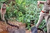 ببینید | نجات شاه کبرا