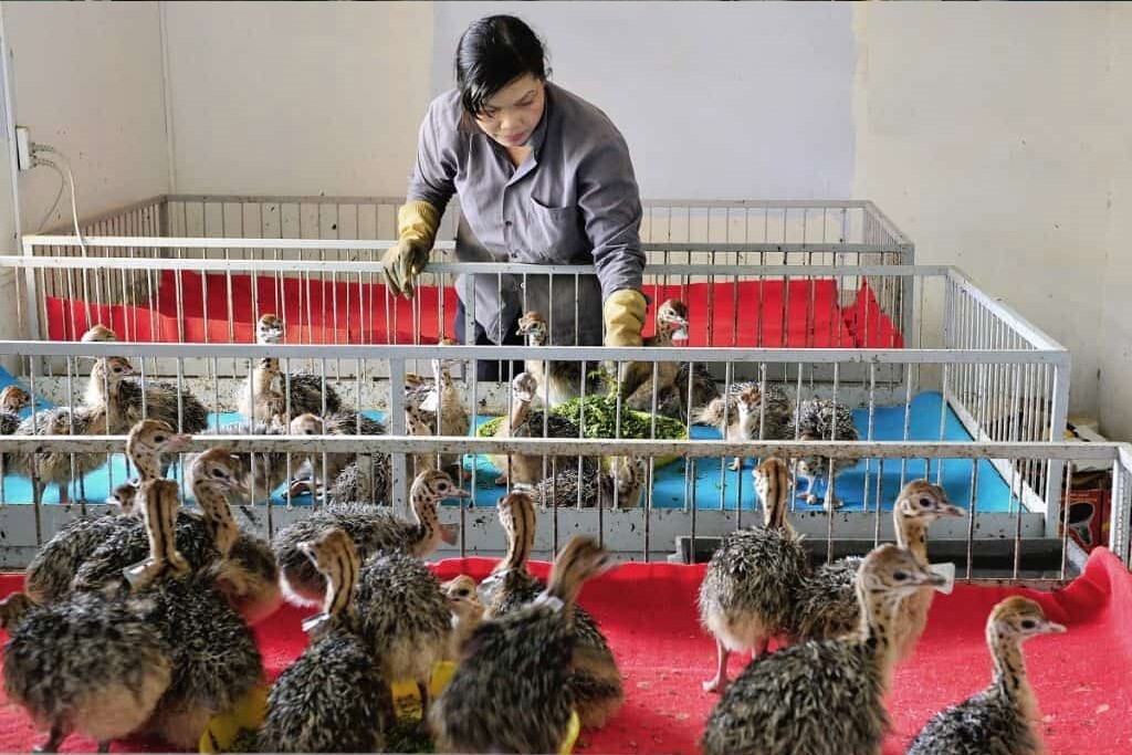 ۱۰ نکته مهم در جوجه کشی از شترمرغ ۱۰ نکته مهم در جوجه کشی از شترمرغ