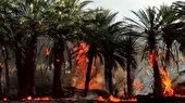 سوختن ۱۵۰ اصله نخل خرما در شهرستان شادگان