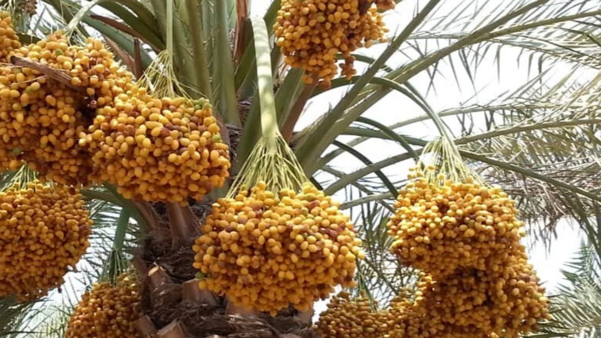 با فرا رسیدن فصل برداشت خرما، از ۲۰ خرداد ۱۴۰۴، برداشت زودرس این محصول استراتژیک در شهرستان دلگان استان سیستان و بلوچستان آغاز شده است.