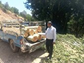 دستگیری متخلف قطع درختان چنار