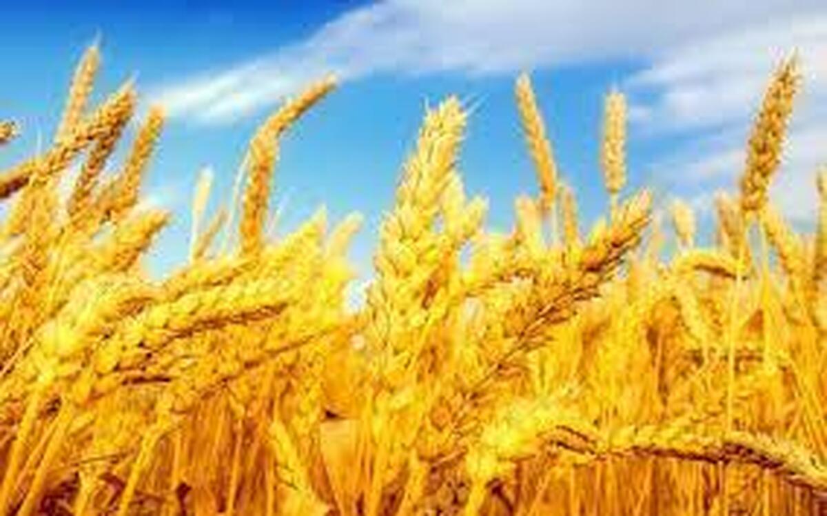 برداشت گندم مزارع زرقان همزمان با ایام تهاجم اسراییل