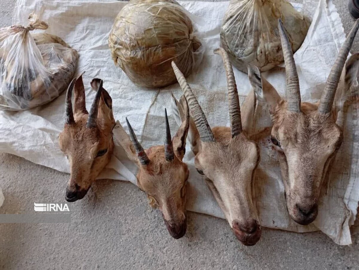 حمزه برومندفر، رئیس اداره حفاظت محیط زیست شهرستان لامرد از دستگیری شکارچیان غیرمجاز سابقه‌دار و کشف چهار لاشه کل و بز و یک قبضه سلاح غیرمجاز در منطقه کوه هوا این شهرستان خبر داد.