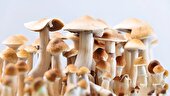 اکسیر جوانی با قارچهای جادویی