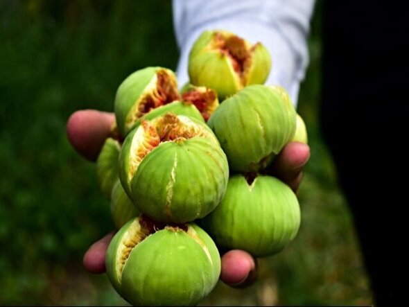 شتاب در صنایع فرآوری انجیر