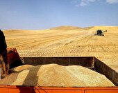 پرداخت ۷۴ درصد مطالبات گندمکاران