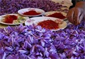 زعفران در خراسان رضوی/ از رشد ۴۵ درصدی صادرات تا توقف برنامه‌های توسعه