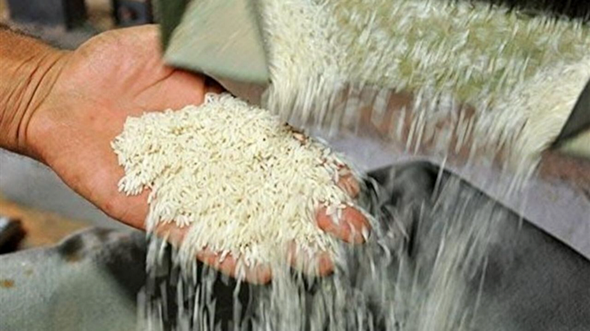 پیش‌بینی تولید ۷۰۰ هزار تن برنج سفید در کشت اول مازندران