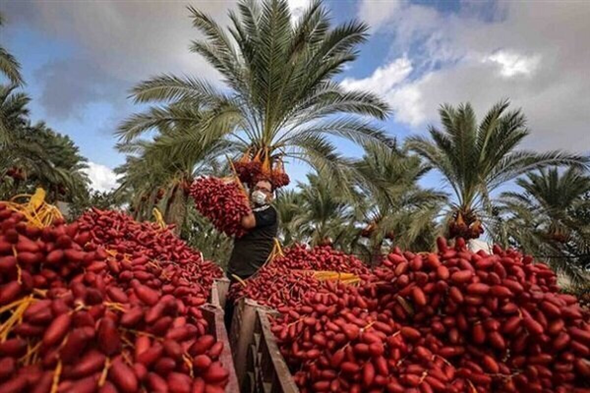 خرمای بوشهر به بازار نمی‌رسد