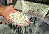 نرخ تبدیل شلتوک به برنج سفید در گیلان اعلام شد