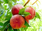 آذربایجان شرقی قطب تولید هلو در کشور با ۷۰ هزار تن برداشت