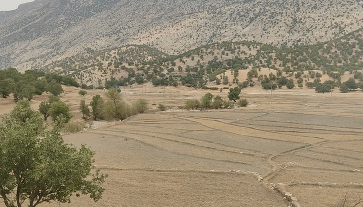 محصولات کشاورزی لوداب به ۱۵۰ کیلوگرم در هکتار رسید