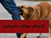 معاینه ۱۳ مصدوم گازگرفتگی سگ در پزشکی قانونی کرمانشاه