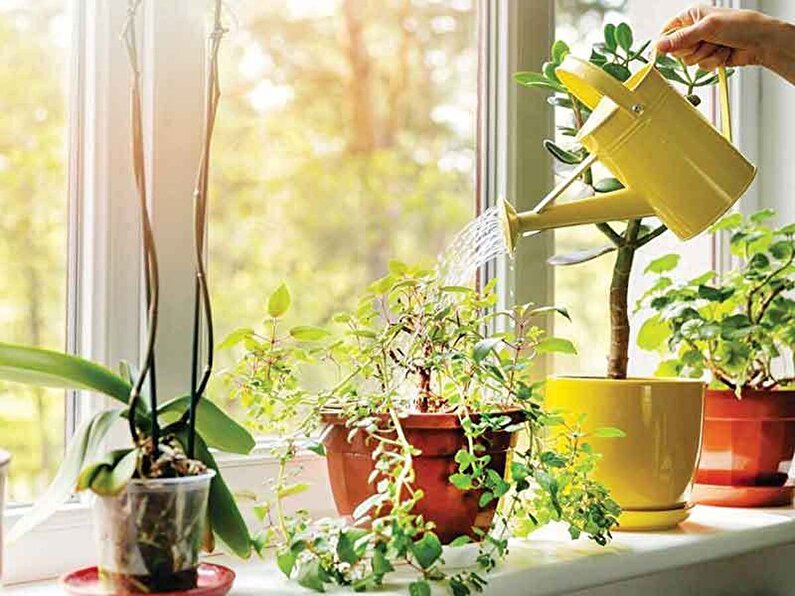 عشق به گیاه، احترام به آب