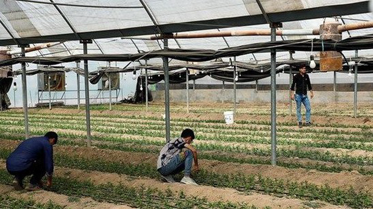 مرگ تدریجی هنرستان کشاورزی زرقان