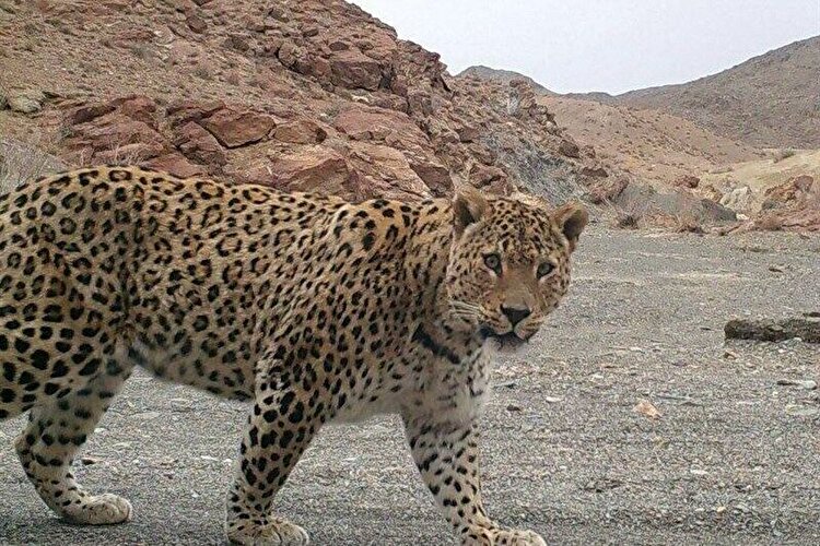 ببینید ا کلیپ جالبی از پلنگ ایرانی در جنگل‌های هیرکانی
