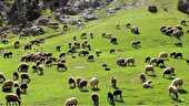 چالش‌های پیش روی صنعت دامپروری