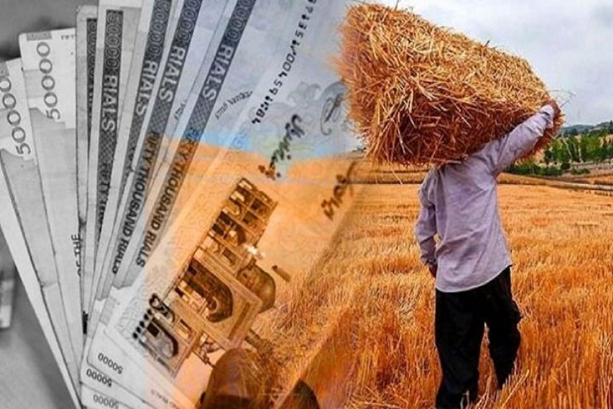 پرداخت ۹۵ درصدی مطالبات گندم‌کاران در یک دهه بی‌سابقه شد