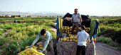 ۱۱۸ هزار تن خربزه از تربت‌جام خراسان رضوی به دیگر استان ها صادر شد