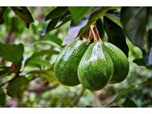 تولید آووکادو با طعم خودکفایی