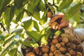 تولید برق با پوست گردو