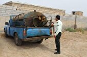 محکومیت ۱۰ میلیارد ریالی قاچاقچیان سوخت در همدان