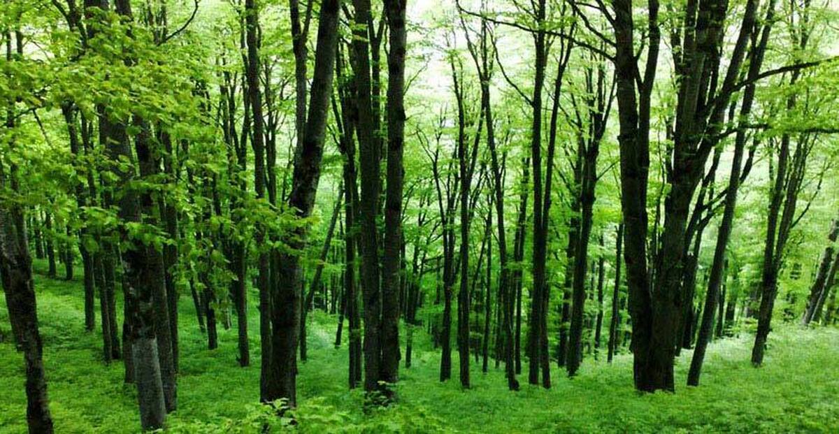 گام بزرگ برای صیانت از جنگل‌های هیرکانی