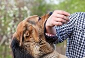 بیماری هاری؛ تهدیدی جدی برای سلامت عمومی