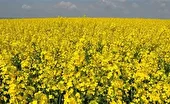 کشت پاییزه کلزا در ساری شروع شد