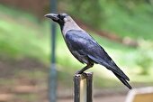 ببینید | کلاغ ناجی