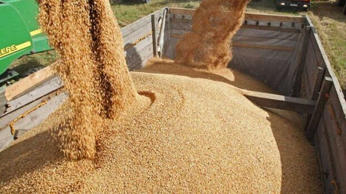 نابسامانی مدیریتی در بازار نهاده‌ها