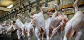 ثبات نسبی و کاهش قیمت مرغ در خراسان رضوی