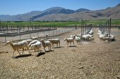 برای مقابله با کشتار غیرمجاز دام به کاری فرابخشی نیاز است