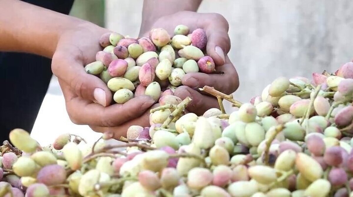 ناترازی خنده پسته‌ها رابرد