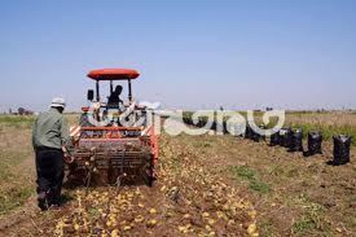 برداشت بیش از ۶۱ هزار تن سیب‌زمینی از مزارع آذربایجان‌غربی
