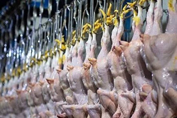 پرونده مرغ‌فروشان متخلف روی میز تعزیرات
