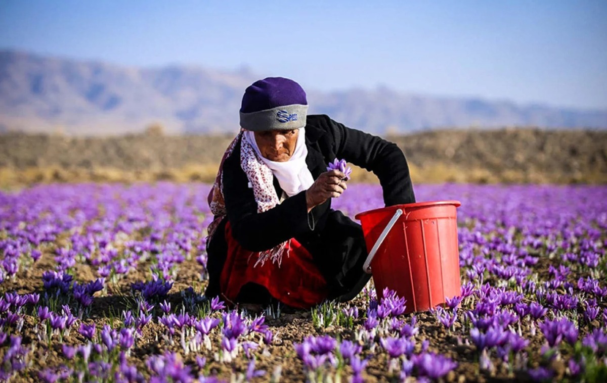 خراسان‌رضوی را باید استان زرخیز ایران درنظر داشت. جایی که از دیرباز در حوزه کشاورزی سرآمد و شهره بوده و در زمینه تولیدات این بخش به‌عنوان یکی از استان‌های مهم و پیشرو شناخته می‌شود. این استان با ثبت رکورد صادرات ۲/۲ میلیارد دلاری در سال ۱۴۰۳، نقش خود را به‌عنوان یکی از قطب‌های اقتصادی و بازرگانی ایران تثبیت کرده و محصولات منحصربه‌فرد و باکیفیت آن، ظرفیت بسیار بالایی برای درآمدزایی و شکوفایی اقتصاد منطقه و کشور دارد.