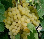 برداشت ۴۰ هزار تن انگور از تاکستانهای خرمدره