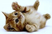 ببینید | سلطنت گربه ها