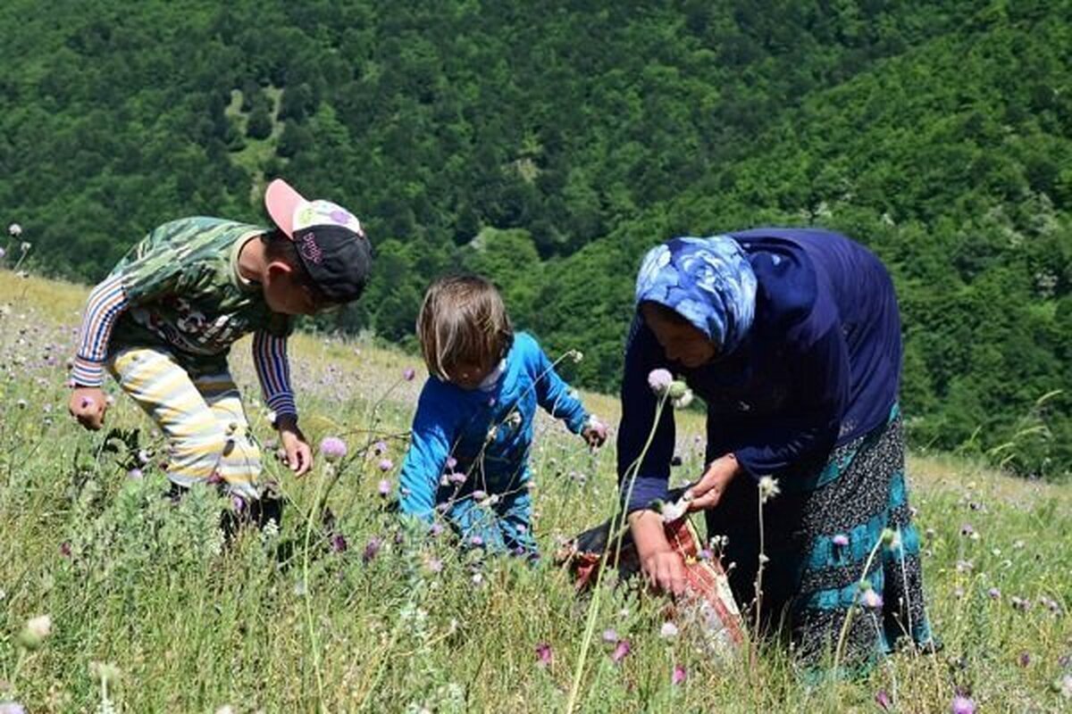 جنگل‌ها و مراتع ایران که خزانه طبیعی گیاهان دارویی کشور محسوب می‌شوند، به‌دلیل ترکیب مخاطرات طبیعی مانند خشکسالی‌های متوالی و فعالیت‌های انسانی نظیر بهره‌برداری بی‌رویه، در معرض تهدید و نابودی جدی قرار گرفته‌اند. این وضعیت، علاوه بر آسیب‌زدن به اکوسیستم، یک فرصت بزرگ اقتصادی برای کشور را نیز به مخاطره انداخته است.