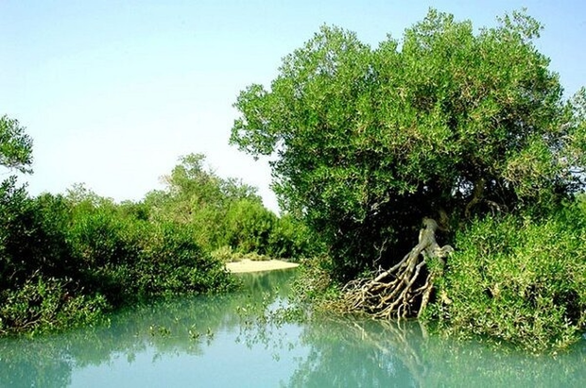 جنگل‌های ساحلی در پایداری زیست‌محیطی مناطق ساحلی استان بوشهر نقش بسیار مهمی دارند و برنامه‌های خوبی در این راستا در حال اجرا است.