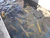 پرورش ماهی در استخرهای کشاورزی مسیری برای درآمدزایی کشاورزان